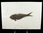 Large Knightia Fossil Fish - inch Layer #12143-1